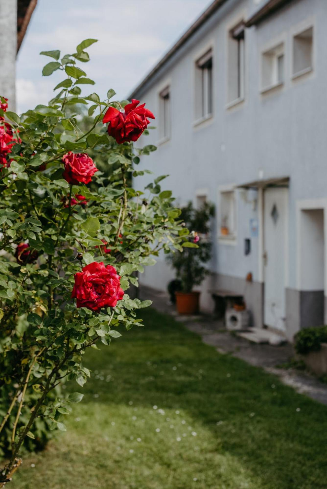 Ferienwohnung Morgensonne Schützen am Gebirge エクステリア 写真